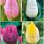 S15 Tulipa Single Early B (4x75)
