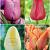 S15 Tulipa Triumph H (4x75)