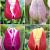 S15 Tulipa Triumph I (4x75)