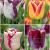 S15 Tulipa Triumph J (4x75)