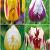 S15 Tulipa Triumph K (4x75)