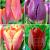 S15 Tulipa Triumph L (4x75)