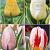 S15 Tulipa Variegated Leaves (4x75)