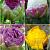 S15 Tulipa Paeonia A (4x50)