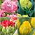 S15 Tulipa Paeonia B (4x50)