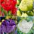 S15 Tulipa Double C (4x75)