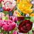 S15 Tulipa Double D (4x75)