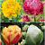 S15 Tulipa Double E (4x75)