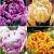 S15 Tulipa Double F (4x75)