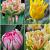 S15 Tulipa Double G (4x75)