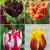 S15 Tulipa Fringed B (4x75)