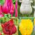 S15 Tulipa Fringed C (4x75)