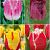 S15 Tulipa Fringed D (4x75)