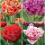 S15 Tulipa Fringed Double A (4x75)