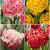 S15 Tulipa Fringed Double B (4x75)