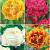 S15 Tulipa Fringed Double C (4x75)