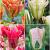 S15 Tulipa Viridiflora B (4x75)