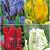 S15 Tulipa Parrot C (4x75)