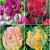 S15 Tulipa Parrot D (4x75)
