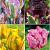 S15 Tulipa Parrot E (4x75)