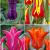 S15 Tulipa Lily-Flowering C (4x75)
