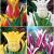 S15 Tulipa Lily-Flower D (4x75)