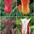 S15 Tulipa Lily-Flowering E (4x75)