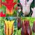 S15 Tulipa Lily-Flowering F (4x75)