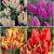 S15 Tulipa Bunch-Flowering A (4x75)