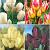 S15 Tulipa Bunch-Flowering B (4x75)