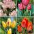 S15 Tulipa Bunch-Flowering C (4x75)