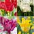 S15 Tulipa Crown (4x75)