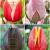 S24 Tulipa Jumbo A (4x75)