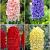 S24 Hyacinthus A (4x75)