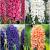 S24 Hyacinthus B (4x75)