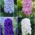 S24 Hyacinthus Double (4x40)
