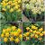 S15 Narcissus Miniature B (4x100)