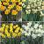 S15 Narcissus Miniature C (4x100)