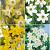 S15 Narcissus Miniature D (4x100)