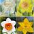 S24 Narcissus Single B (4x50)