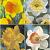S24 Narcissus Single C (4x50)