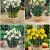 S24 Narcissus Fragrant (4x50)
