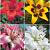 S32 Lilium Asiatic (4x30)