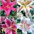S32 Lilium Oriental (4x30)