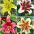 S32 Lilium OT (4x30)