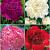 S32 Paeonia (4x12)