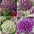 S24 Allium A (4x50)