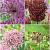 S15 Allium B (3x50/1x100)