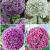 S24 Allium C (4x15)