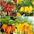 S24 Fritillaria A (4x10)
